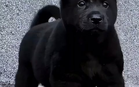 可爱又威武 “希望更多人保育中国犬种。