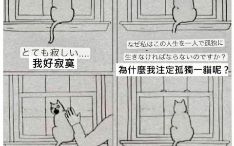 这就是猫