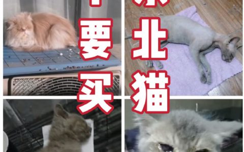 这是为什么我们需要领养代替购买。