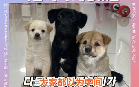 本来都以为中间小黑狗会长得最大