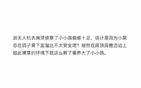 发现无人机之后偷感十足的鸽子