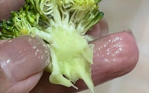 经常吃西兰花的我碎了 ​​​