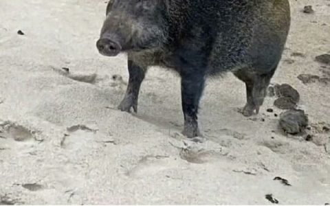 我被骂时就这样隐忍： ​ ​​​