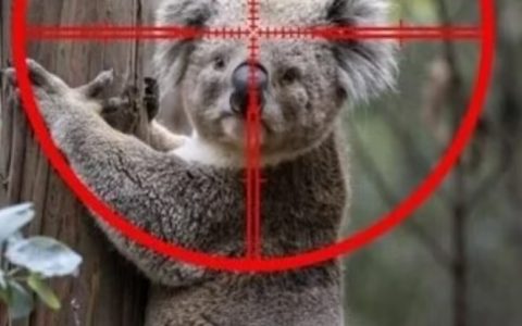 好离谱 澳洲开始射杀考拉了