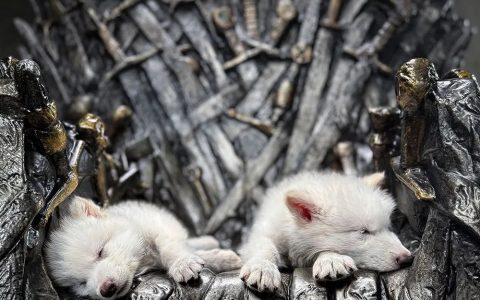 小恐狼睡在铁王座上的实拍