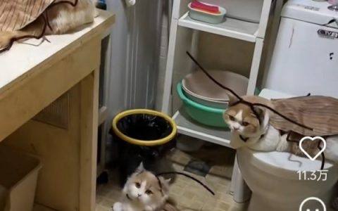 如果这样的话 抱歉了猫猫 你还是住笼子里吧